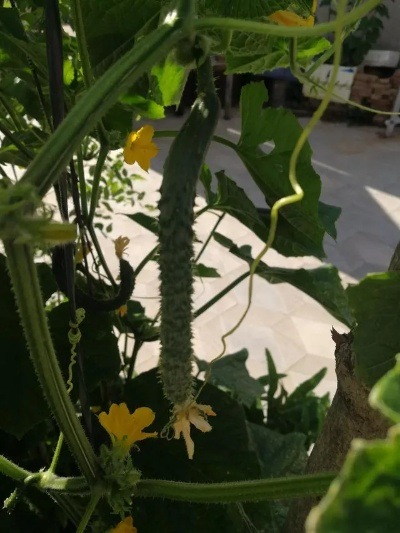 黄瓜ios官方下载跟5s适合哪个版本,实地研究解释定义 豪华款_v9.633